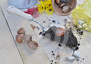 Flower bulb on the dirt in a shovel