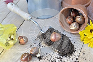 Flower bulb on the dirt in a shovel on a wooden table