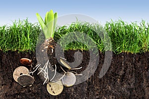 Flower bulb with roots in coins growing up in the green grass la