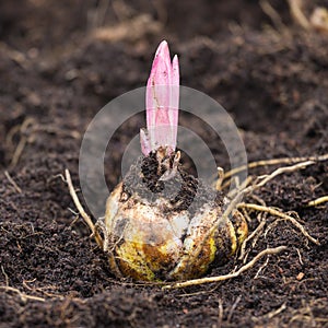 Flower bulb with sprouting purple lily