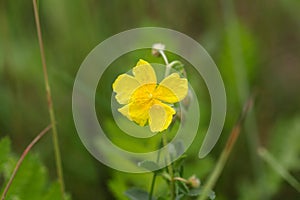 Flower of a bulbous buttercup