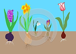 Flower bulbs