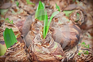 Flower bulbs