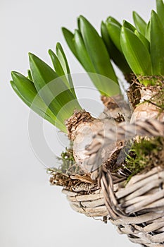 Flower bulbs in a basket