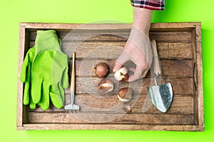 Preparation for planting flower bulbs in the garden