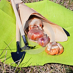 Flower bulbs in a paper bag