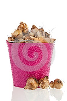 Flower bulbs in pink bucket