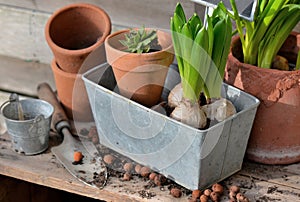 flower bulbs and plant for potted in metal can and terra cotta flowerpot