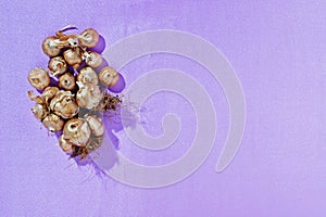 Flower bulbs on purple background