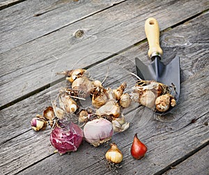 Flower bulbs and shovel on the wooden table.