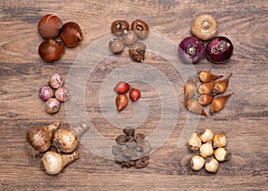 Flower bulbs of tulips, daffodils, hyacinths and other on wooden background