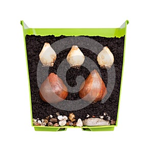 Flower bulbs of tulips and grape hyacinths in a cross section of a flower pot