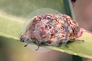 Flower Bumble Beetle (Euphoria inda) on a green leaf in New York