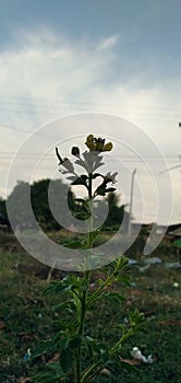 Flower bunga yang indah