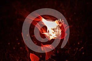 Flower burn red photo