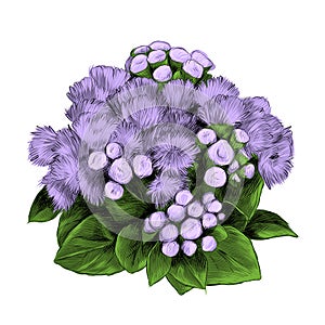 The flower Bush bouquet ageratum sketch vector