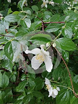Flower of the bush jasmine in the park photo