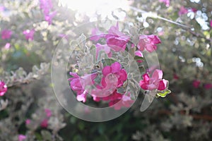 Flower bush named Ash Plant, Purple Sage, or Texas Ranger on tree in garden light bokeh background