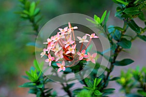 Flower on bush pink color nature beauty