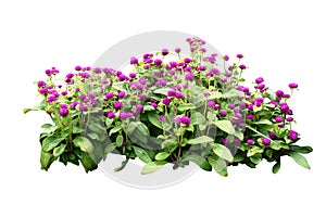 Flower bush tree isolated with clipping path
