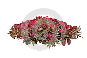 Flower bush tree isolated with clipping path