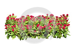 Flower bush tree isolated with clipping path