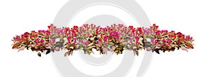 Flower bush tree isolated with clipping path