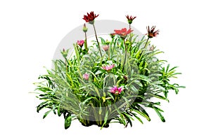 Flower bush tree isolated  plant  with clipping path