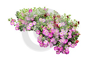 Flower bush tree isolated  plant  with clipping path