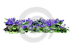 Flower bush tree isolated  plant  with clipping path
