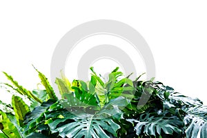 Flower bush tree isolated  plant  with clipping path