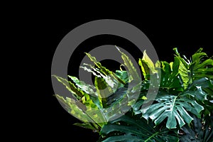 Flower bush tree isolated  plant  with clipping path