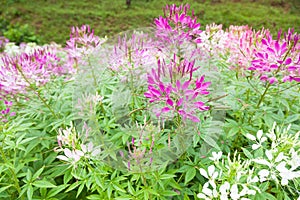 Fiore cespugli giardino 