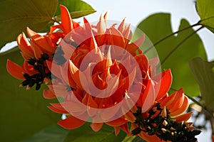 Flower of Butea monosperma or Butea frondosa or Doak Kura or Flame of the Forest or bastard photo