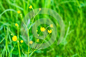 The flower of the Buttercup acrid,long-term with the name of `Chicken blindness`