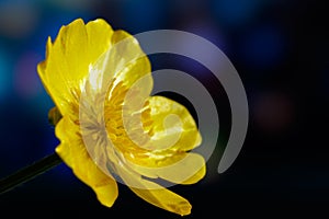 Flower of buttercup, or spearwort, or water crowfoot on dark colorful background Ranunculus