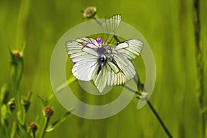 Flower of butterflies