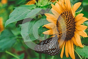 Flower and butterfly