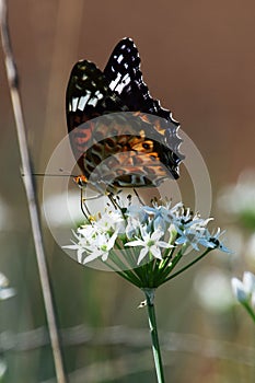 Flower and butterfly