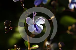 Flower of a butterfly bush, Rotheca myricoides