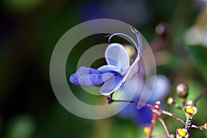 Flower of a butterfly bush, Rotheca myricoides