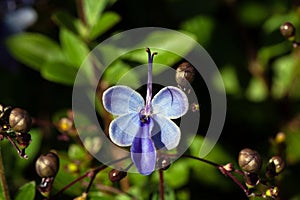 Flower of a butterfly bush, Rotheca myricoides