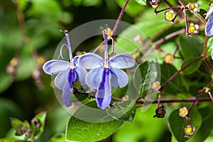 Flower of a butterfly bush, Rotheca myricoides