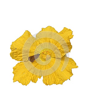 Flower and Butterfly