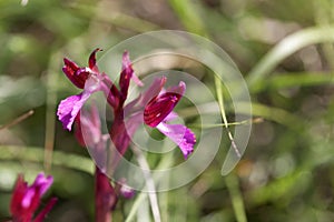 Flower of a butterfly orchid Anacamptis papilionacea