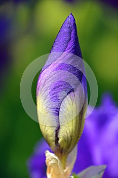 Flower button of Iris germanica