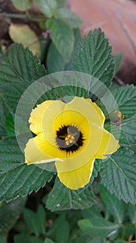 Flower button of the sun photo