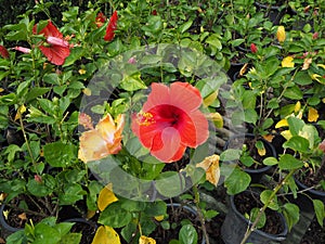 Flower and cactus