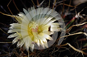 Flower of cactus Cactaceae