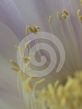 Flower of cactus closeup